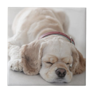 Cocker spaniel dog sleeping tile