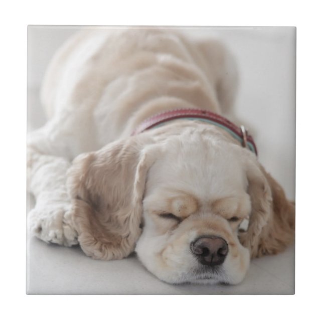 Cocker spaniel dog sleeping tile (Front)