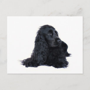 Cocker Spaniel friendship Postcard
