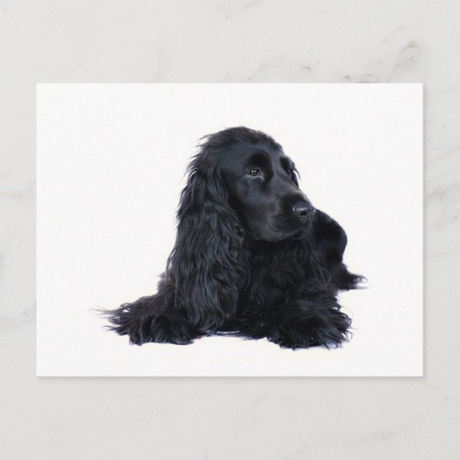 Cocker Spaniel friendship Postcard (Front)