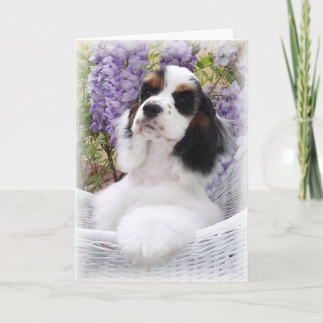 Cocker Spaniel Greeting card (Front)