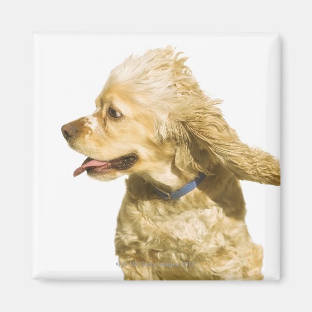 Cocker Spaniel Magnet (Front)