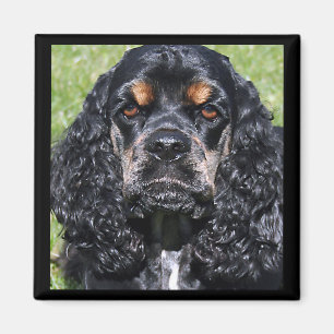 Cocker Spaniel Magnet