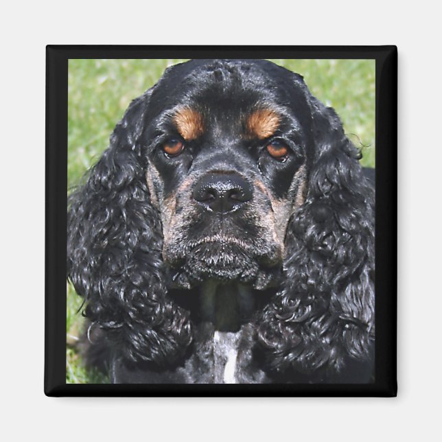 Cocker Spaniel Magnet (Devant)