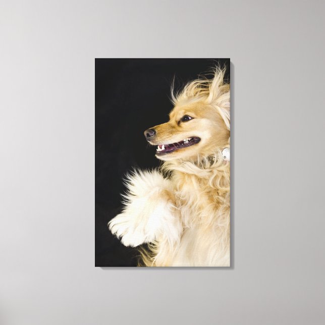 cocker spaniel mix on its back canvas print (Front)