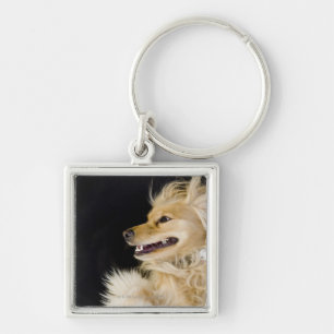 cocker spaniel mix on its back keychain