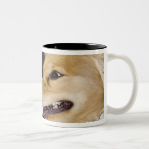 cocker spaniel mix on its back Two-Tone coffee mug