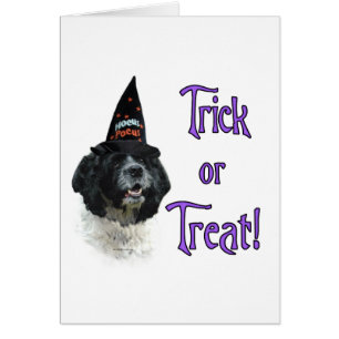 Cocker Spaniel (parti) Trick