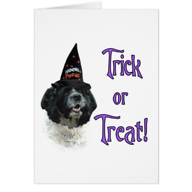 Cocker Spaniel (parti) Trick (Devant)