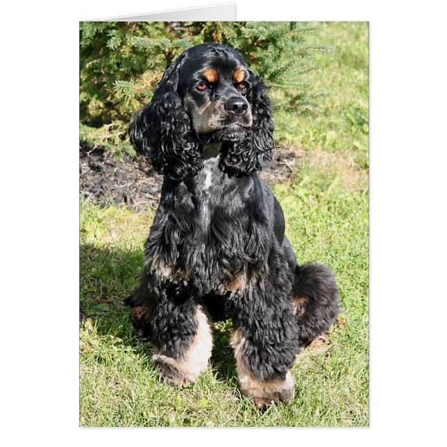Cocker Spaniel Photo (Front)