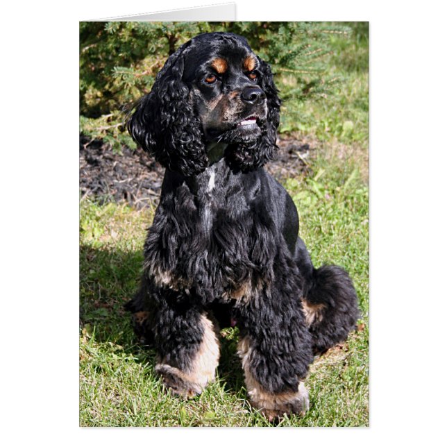 Cocker Spaniel Photo (Devant)