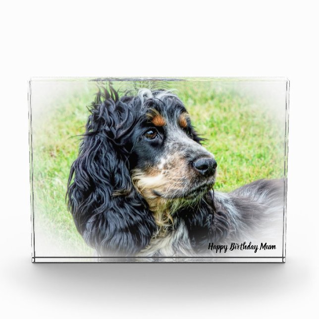 Cocker Spaniel. Photo Block (Front)