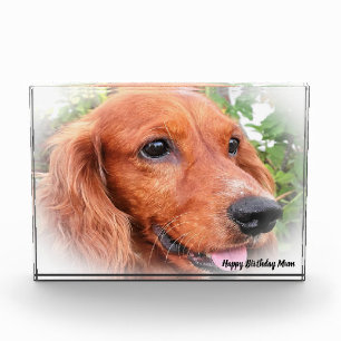 Cocker Spaniel. Photo Block