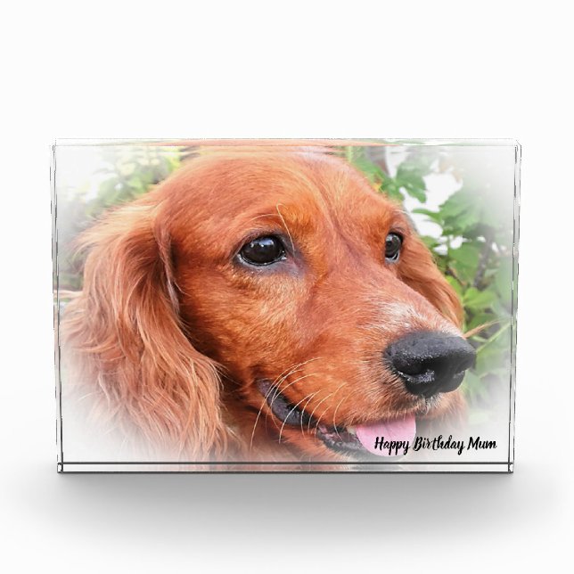 Cocker Spaniel. Photo Block (Front)