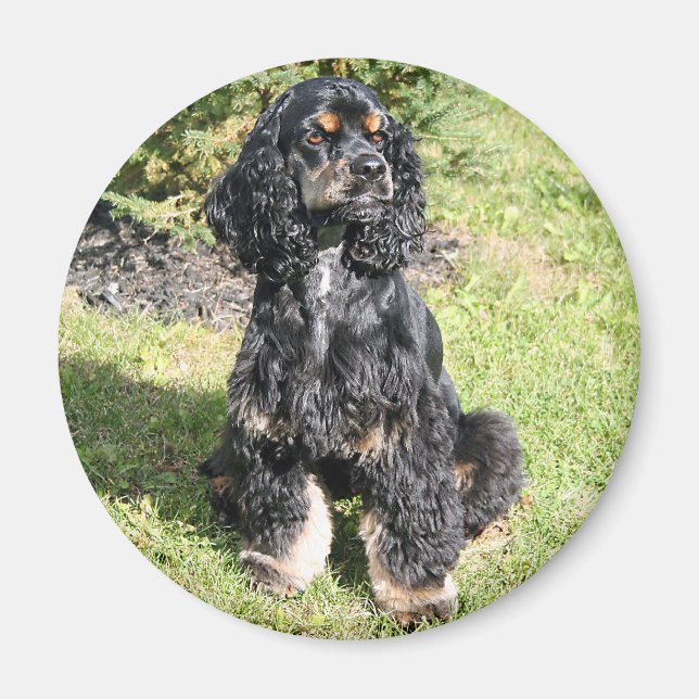 Cocker Spaniel Photo Magnet (Front)
