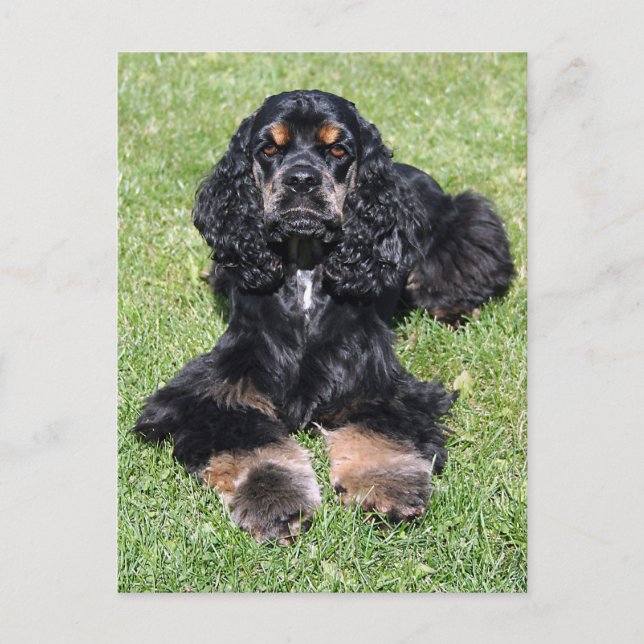 Cocker Spaniel Photo Postcard (Front)