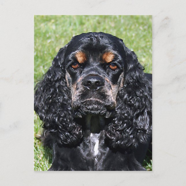 Cocker Spaniel Postcard (Front)