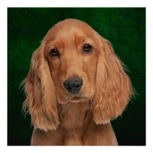 Cocker Spaniel Poster