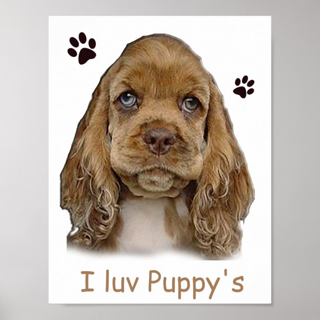 Cocker spaniel puppy  poster (Front)