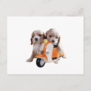 Cocker spaniel pups on moped postcard