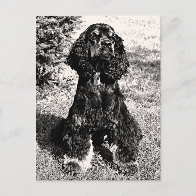 Cocker Spaniel Sketch Postcard (Front)