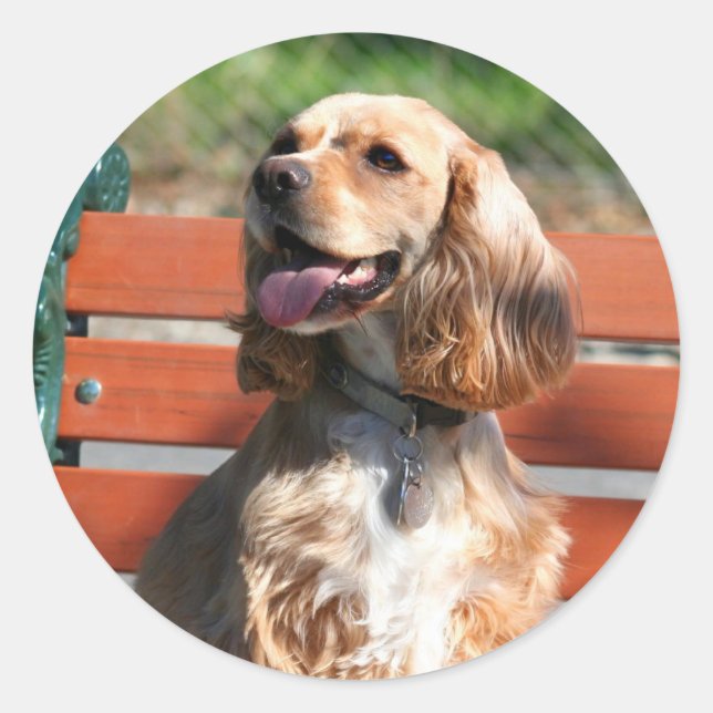 Cocker Spaniel stickers (Front)