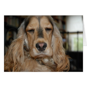 Cocker Spaniel Sushi