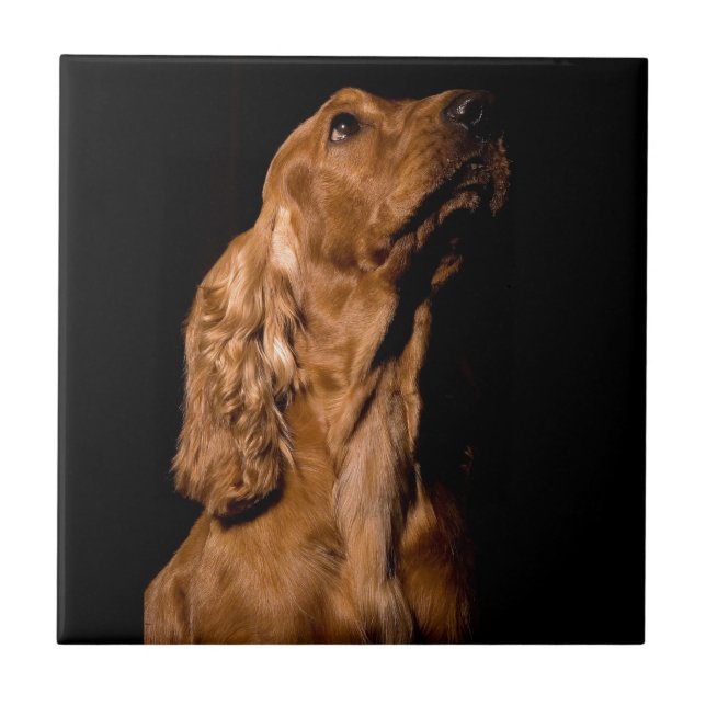 Cocker Spaniel Tile (Front)