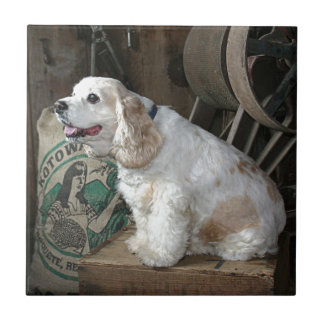 Cocker Spaniel Tile