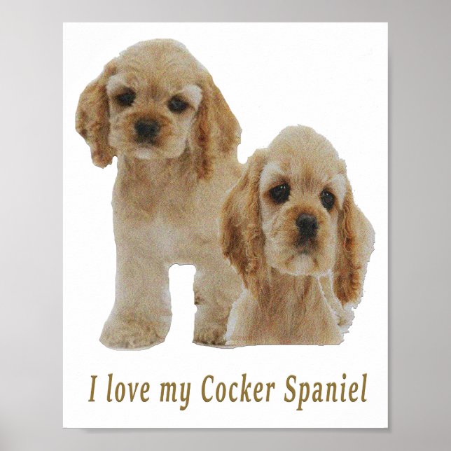 cocker spaniels poster (Front)