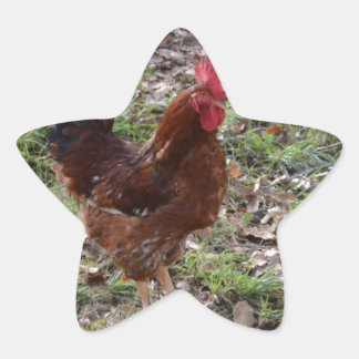 Cockerel Star Sticker