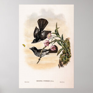 Cockerell’s Fantail Flycatcher by John Gould Poster