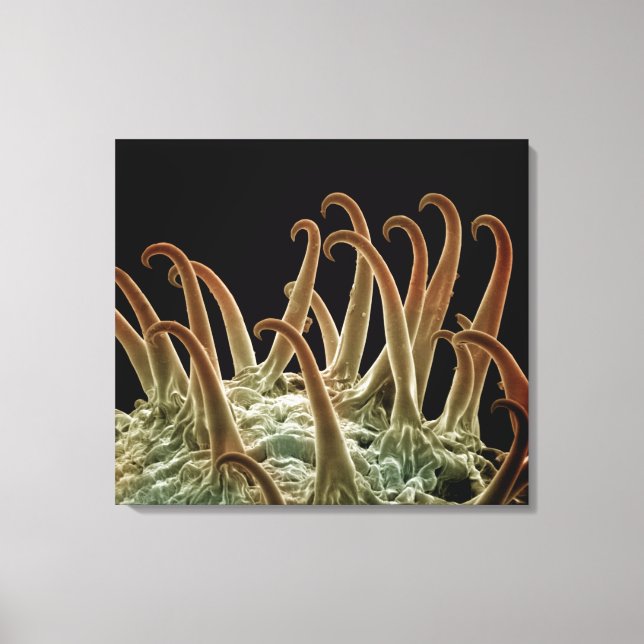Cocklebur (Xanthium) seeds use hooks to latch onto Canvas Print (Front)