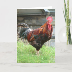 Cockrel Card
