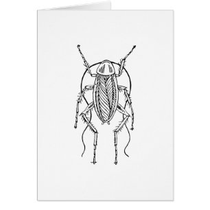 Cockroach