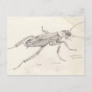 Cockroach Desiree Postcard