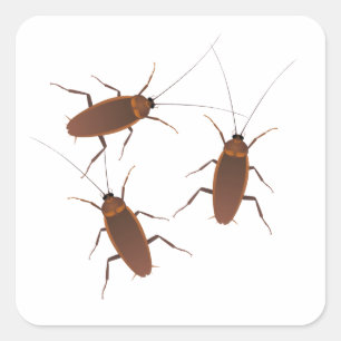 Cockroach Insect Square Sticker