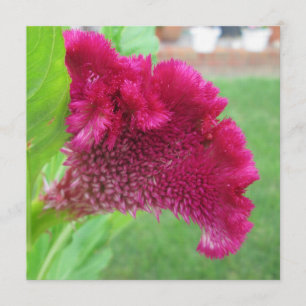 Cockscomb Celosia Red Flower Invitation