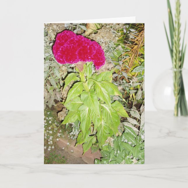 "Cockscomb" Get Well Card (Front)