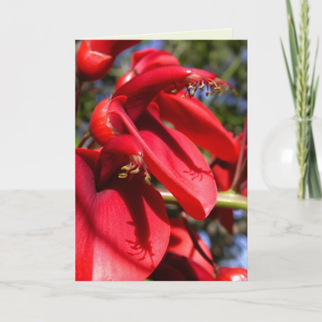 Cockspur Coral Tree Card (Front)