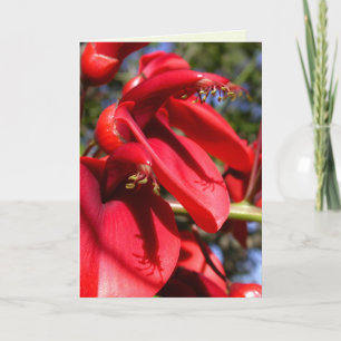 Cockspur Coral Tree Card