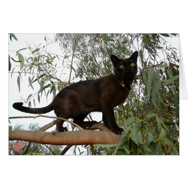 Coco (Front Horizontal)