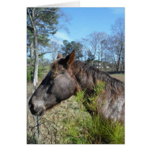 Coco and Cream Coloured Horse