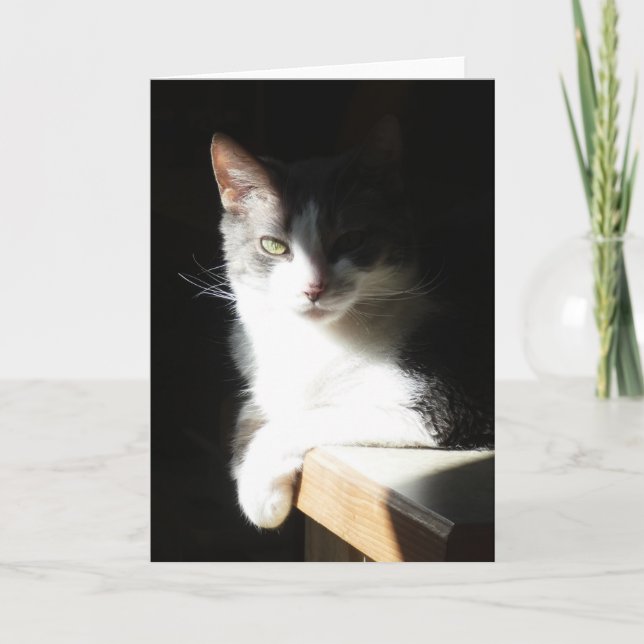 "Coco dans la lumière I." Carte de voeux (Devant)