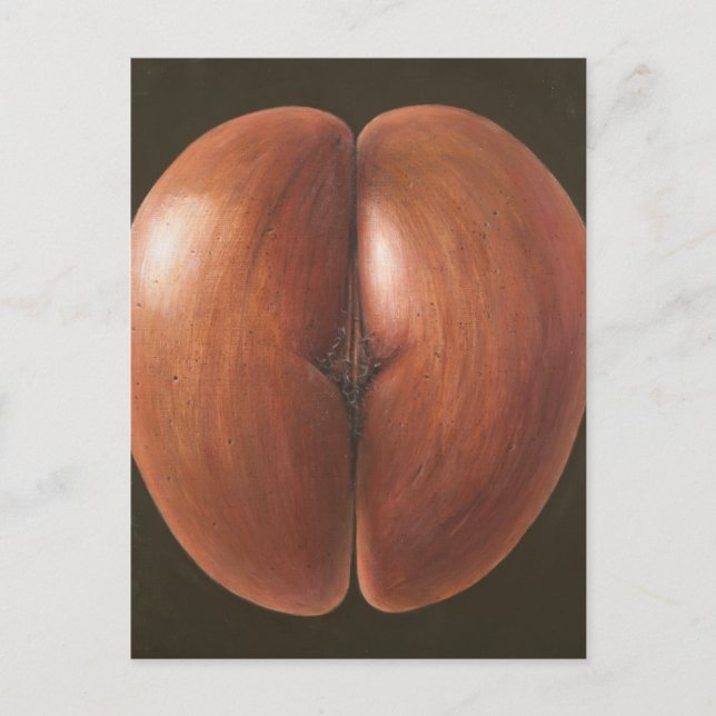 Coco de Mer Maldives 2012 Postcard (Front)