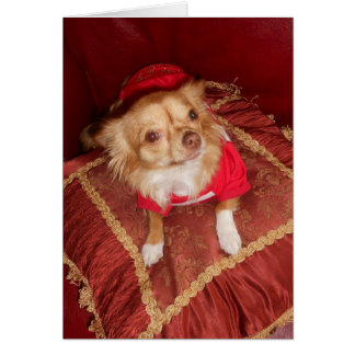Coco extraordinaire
