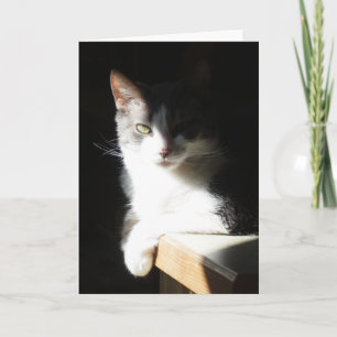 "Coco in the Light I." Greeting Card