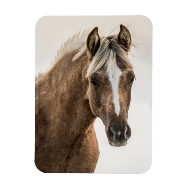 Coco Mustang filly magnet (Vertical)
