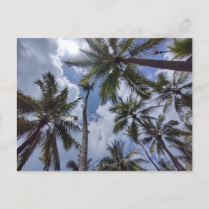 COCO PALMS #2 Carte postale