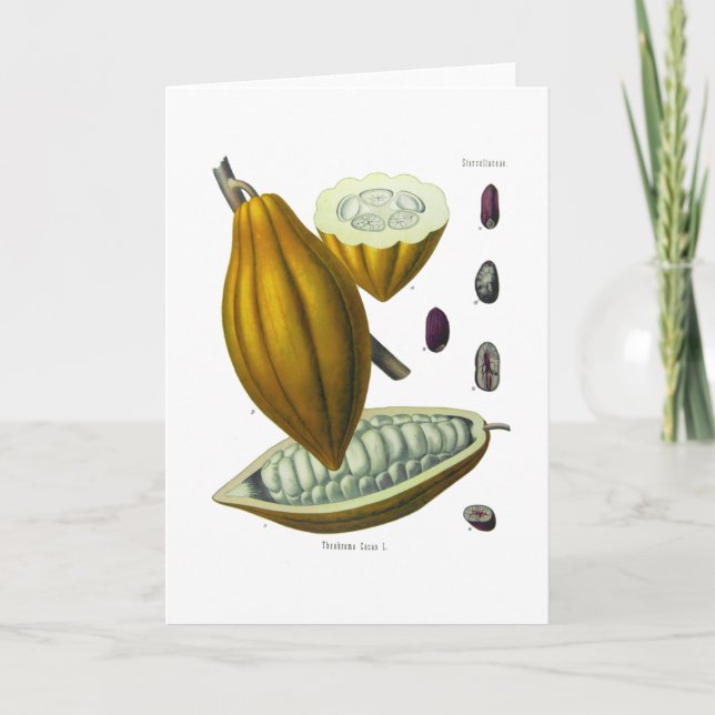 Cocoa bean vintage illustration card (Front)